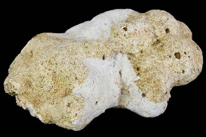 Jurassic Coral Colony Fossil - Germany #157337